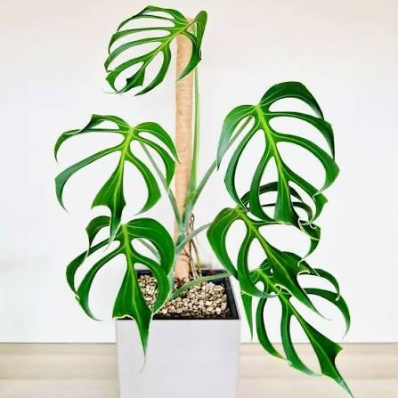 Monstera Burle Max Flame