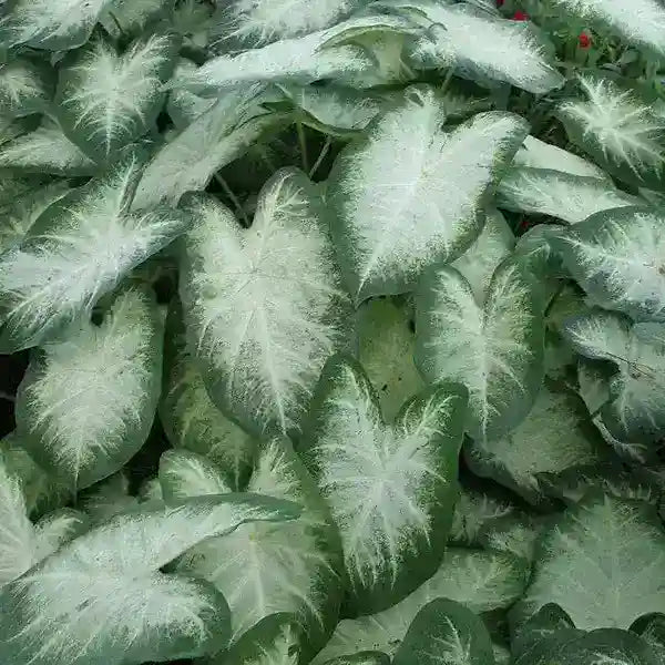 Caladium White - Bulb