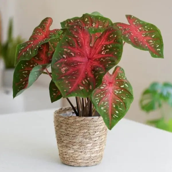 Caladium Red - Bulb