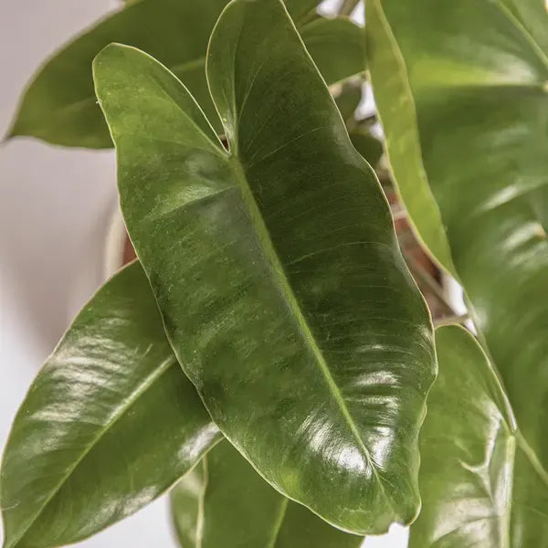 Philodendron Burle Marx Plant