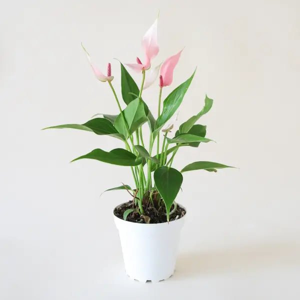Anthurium Lilli Pink - Double Shoot