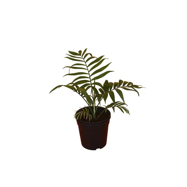 Parlor Palm (Chamaedorea Elegans)