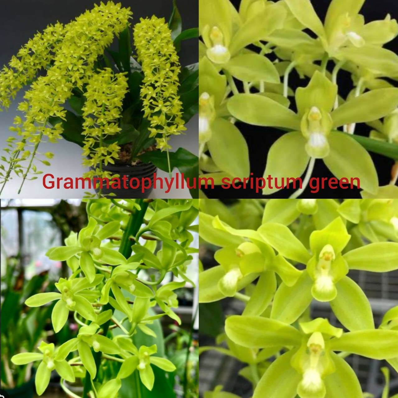 Grammatophyllum Orchid Scriptum Green