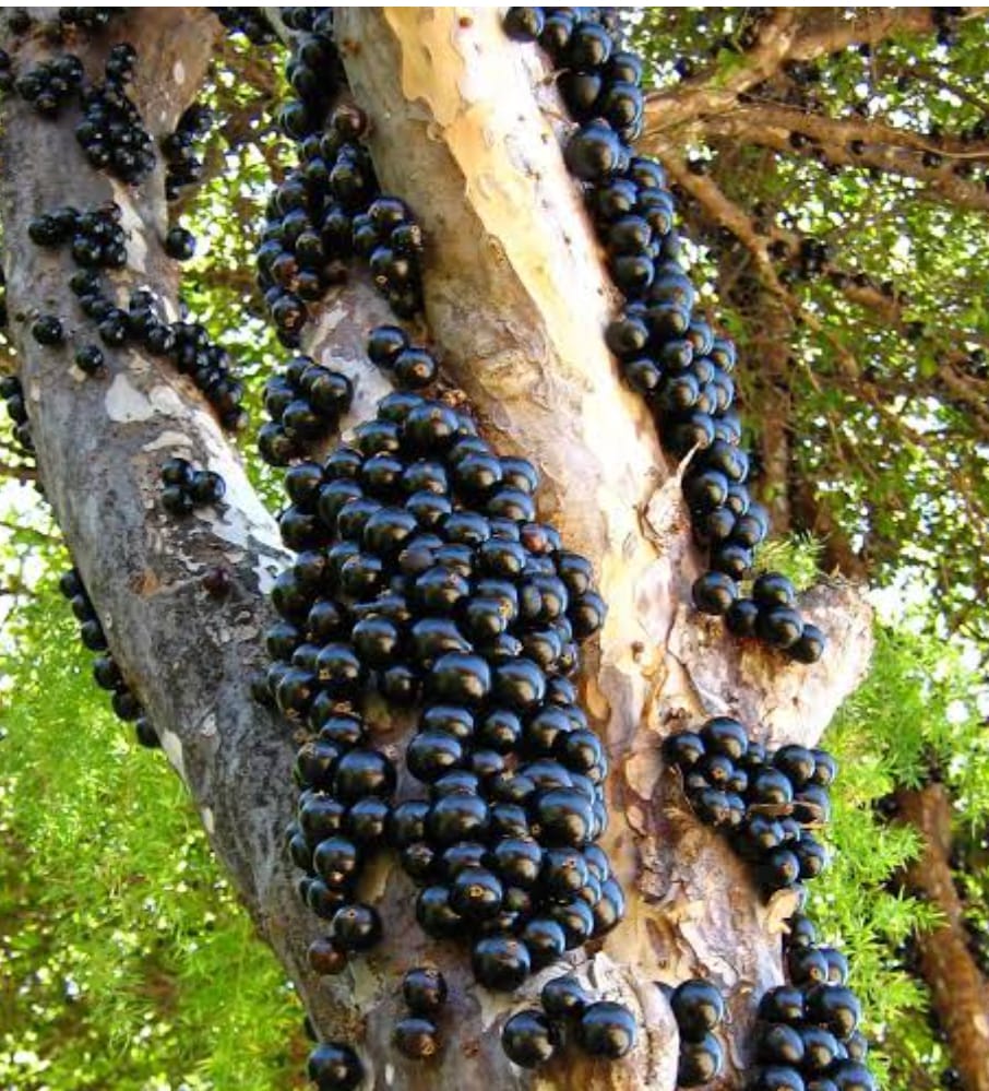Sabara Jaboticaba Fruit Plant - Approach Graft - Keyfarm Wayanad
