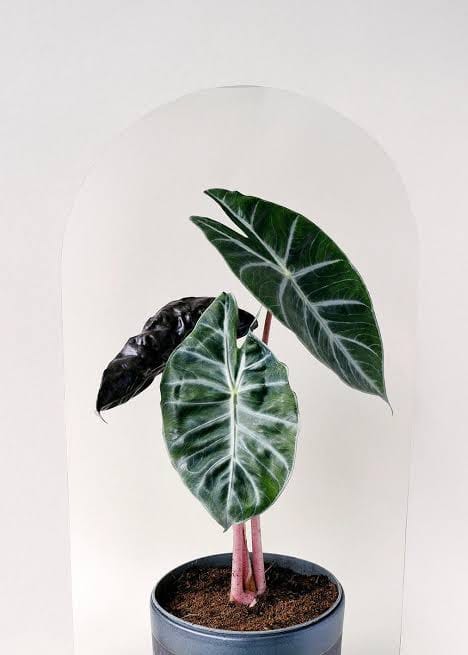 Alocasia Pink Dragon healthy live foliage plant – Foliages India