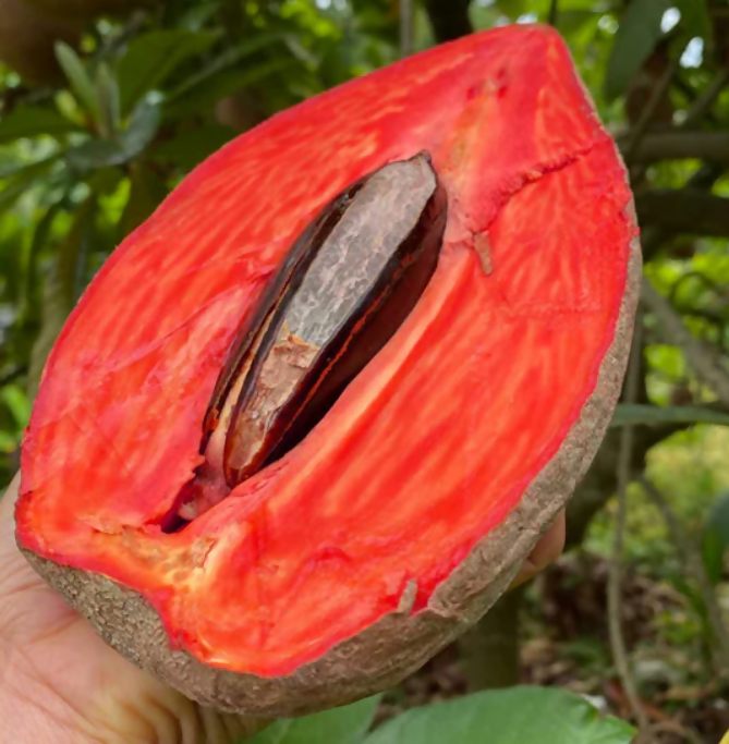 Mamey Sapote Pantine Fruit Plants (Pouteria Sapota)