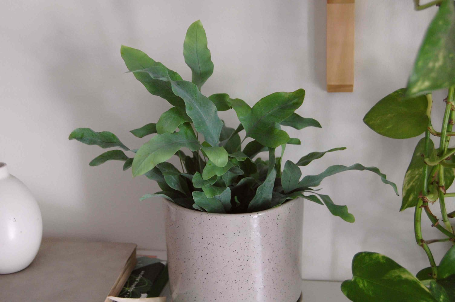Blue Star Fern healthy live foliage plant – Foliages India