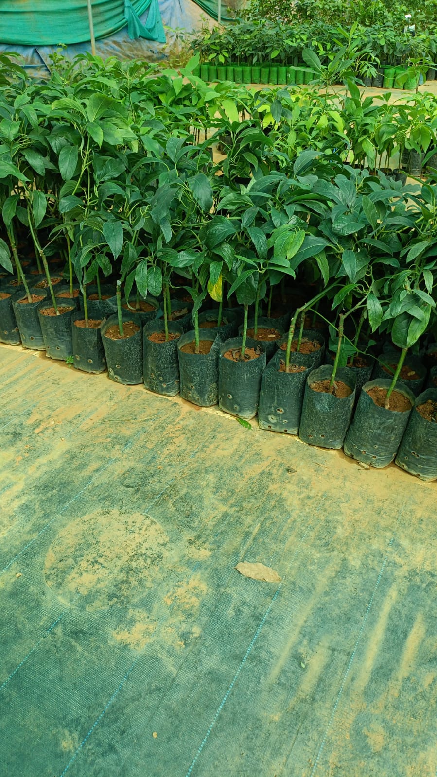Reed Avocado Fruit Plant - Keyfarm Wayanad