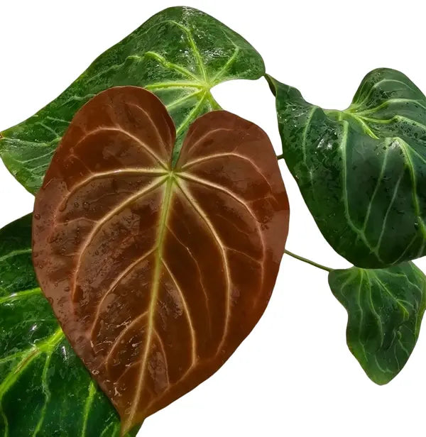 Anthurium Portillae x King Of Spade - Rare