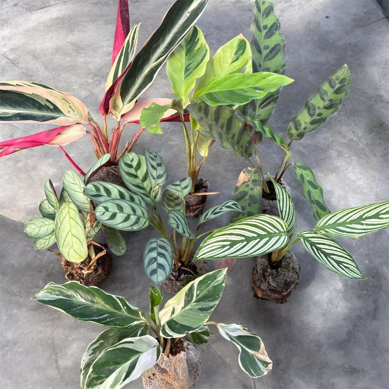 Calathea/ Marantha combo