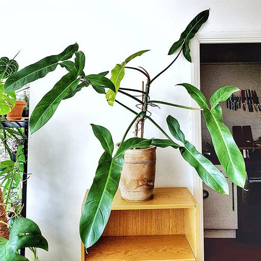 Philodendron Mexicanum