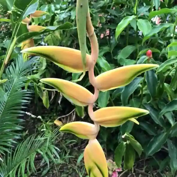 Heliconia Rostrata Gold Peru