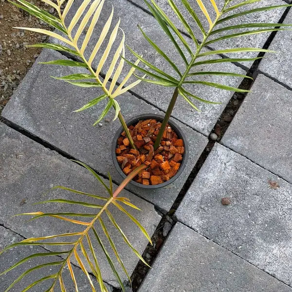 Philodendron Tortum Variegated