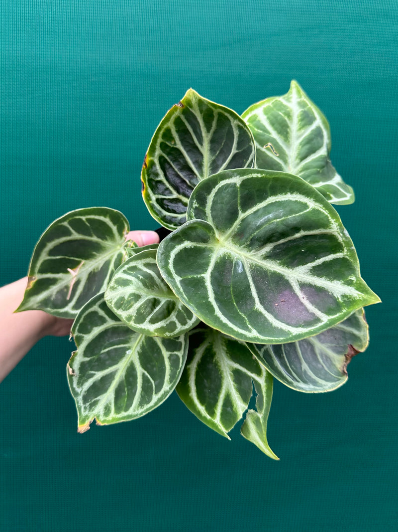 Anthurium Dorayaki leaf details and texture – healthy indoor plant