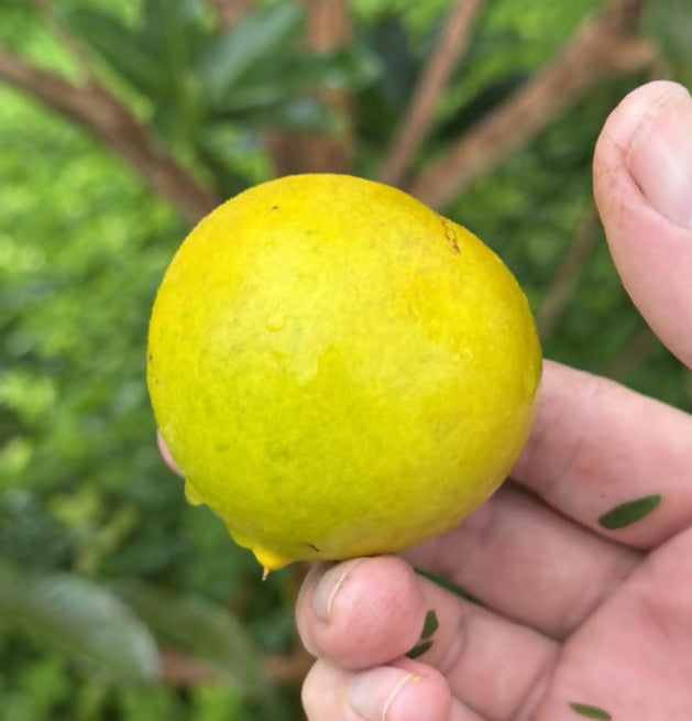 F2 Pouteria torta x camito Live Plant