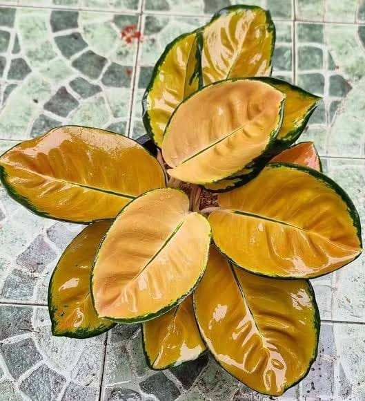 Aglaonema Sultan Brunei healthy live foliage plant – Foliages India