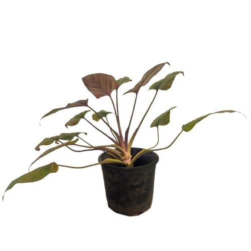 Black Homalomena Plant