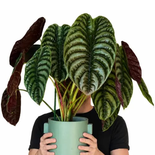 Alocasia Cuprea leaf details and texture – healthy indoor plant