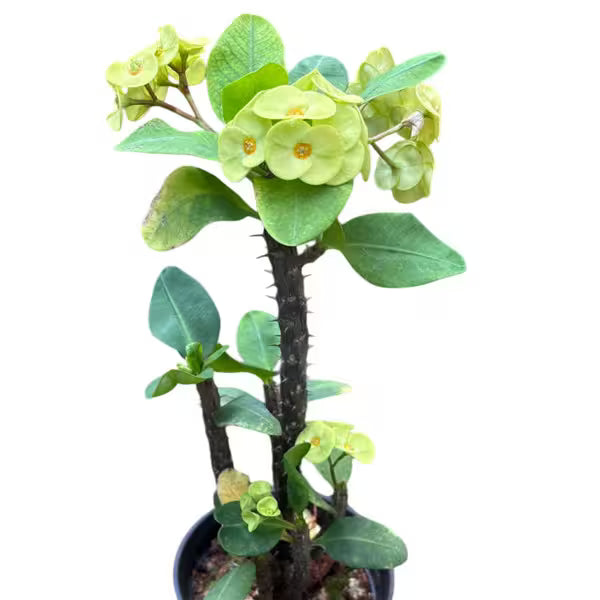 Euphorbia Green - E1