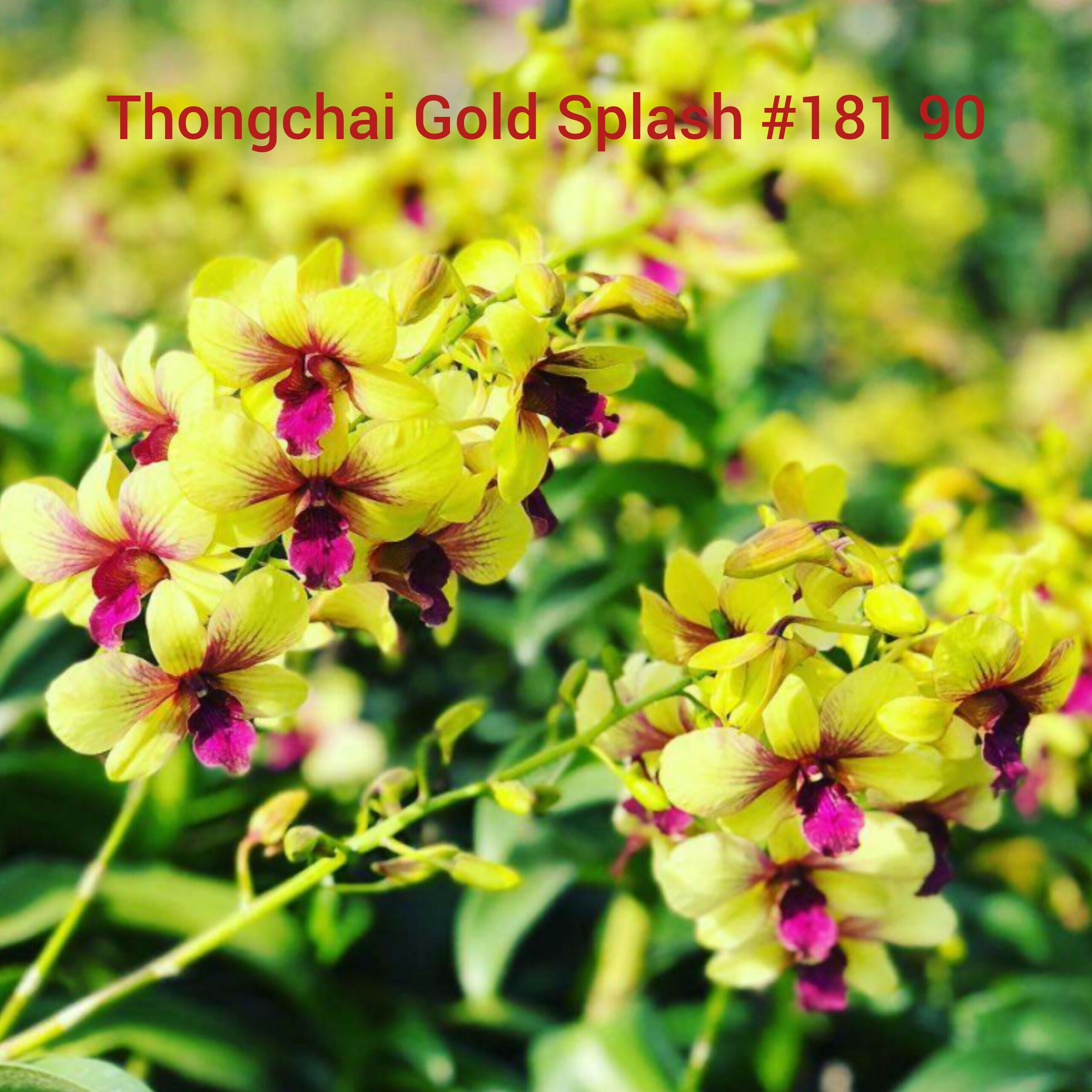 Dendrobium orchids combo of 10 ( set of 10)