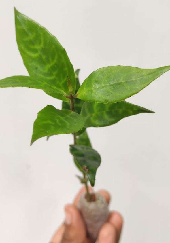 Tiger lipstick, Aeschynanthus Lipstick Black Pagoda