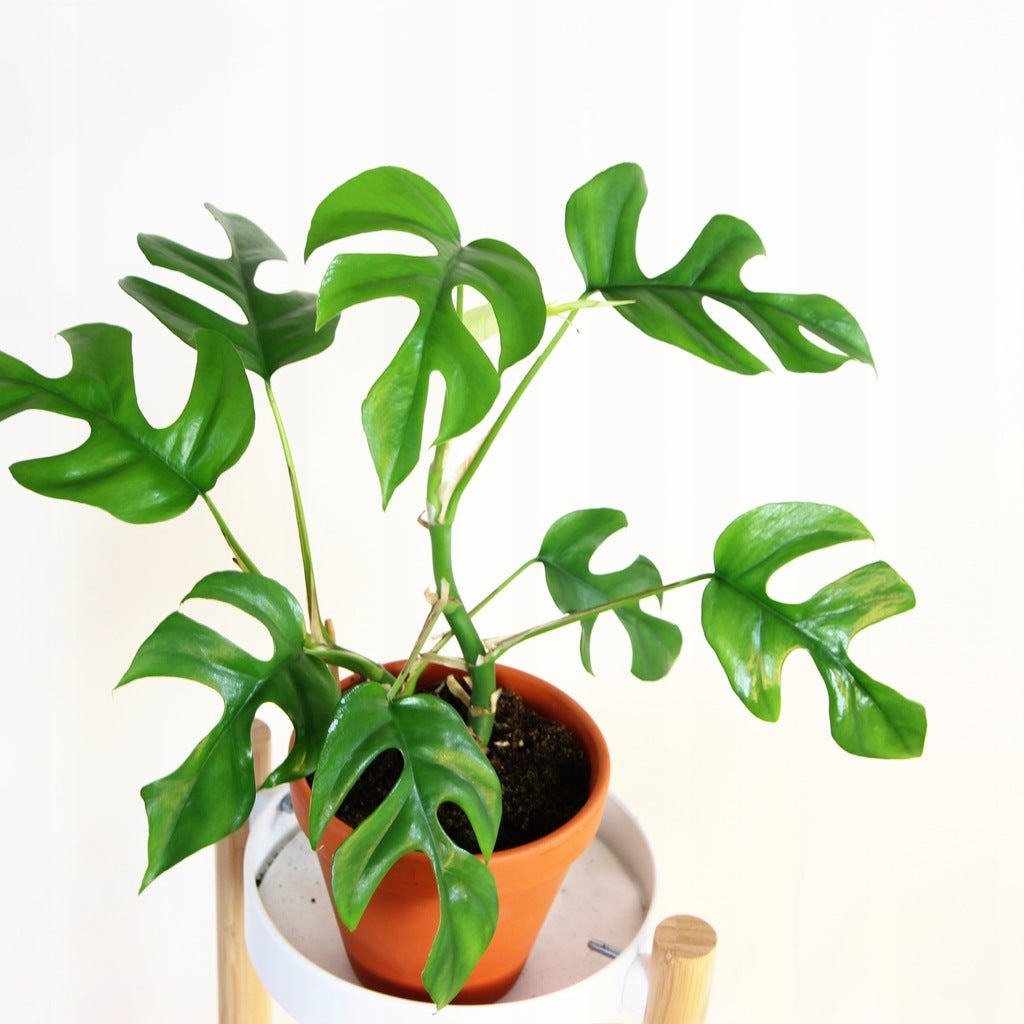 Philodendron Minima