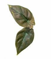 Alocasia azlanii-Exotic TC plants-EtherealDNA