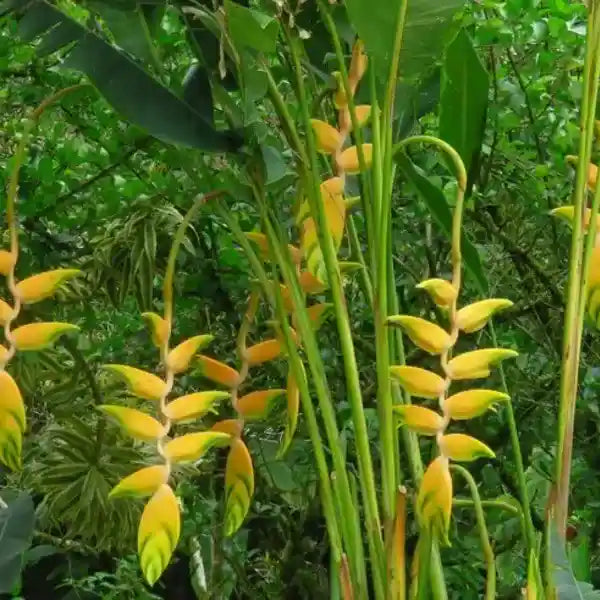 Heliconia Rostrata Gold Peru