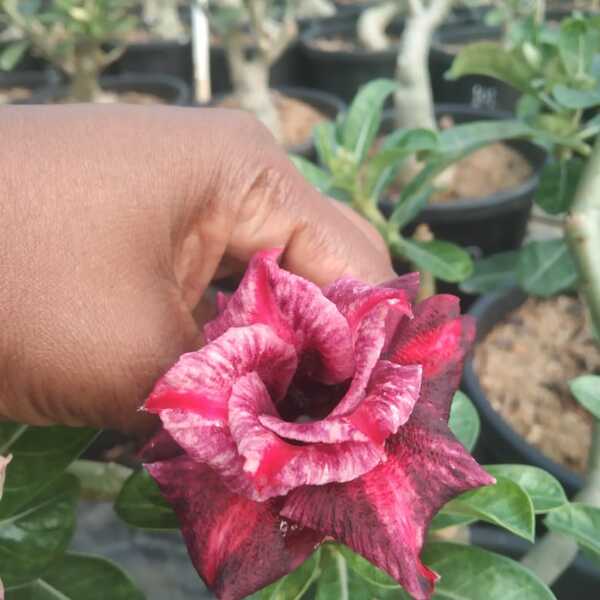 Adenium Plant-112
