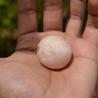 Clammy Cherry Fruit Plant (Cordia dichotoma)