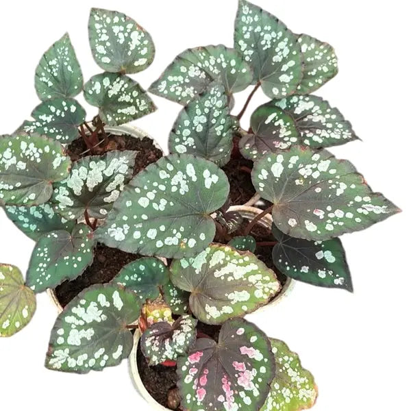 Begonia Mini Merry