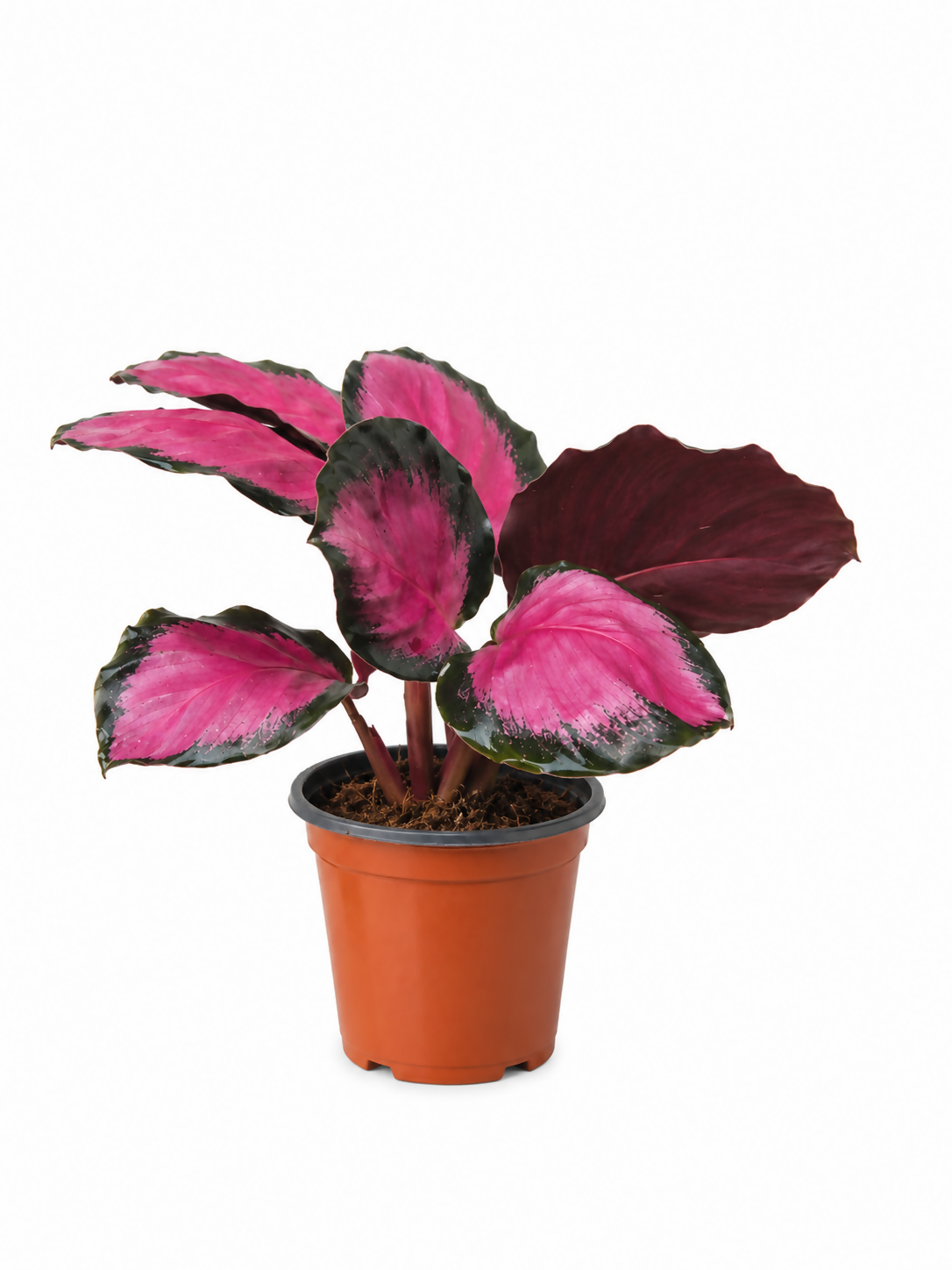 Calathea Crimson