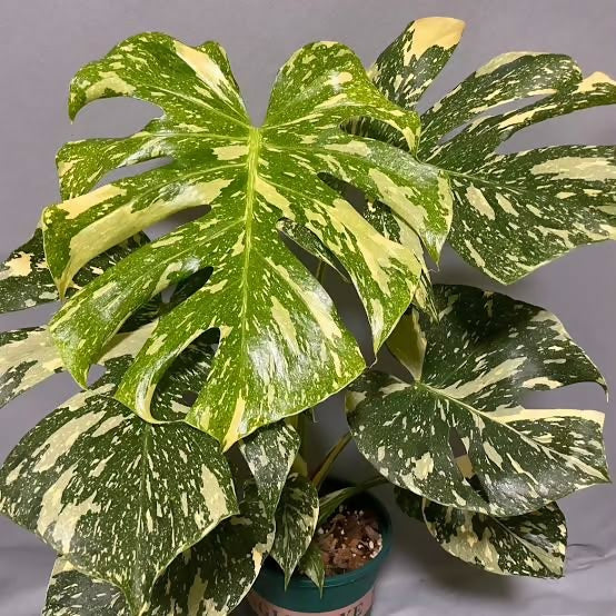 Monstera Thai Constellation – TC Plant - Ethereal DNA