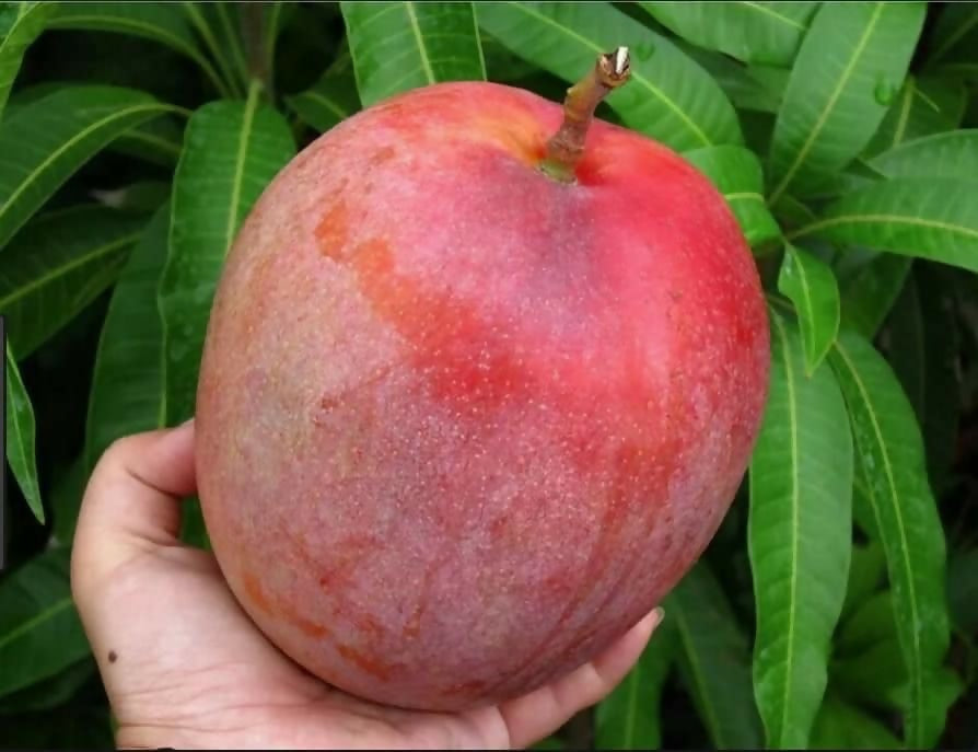 R2E2 Mango Live Plant (Mangifera indica)