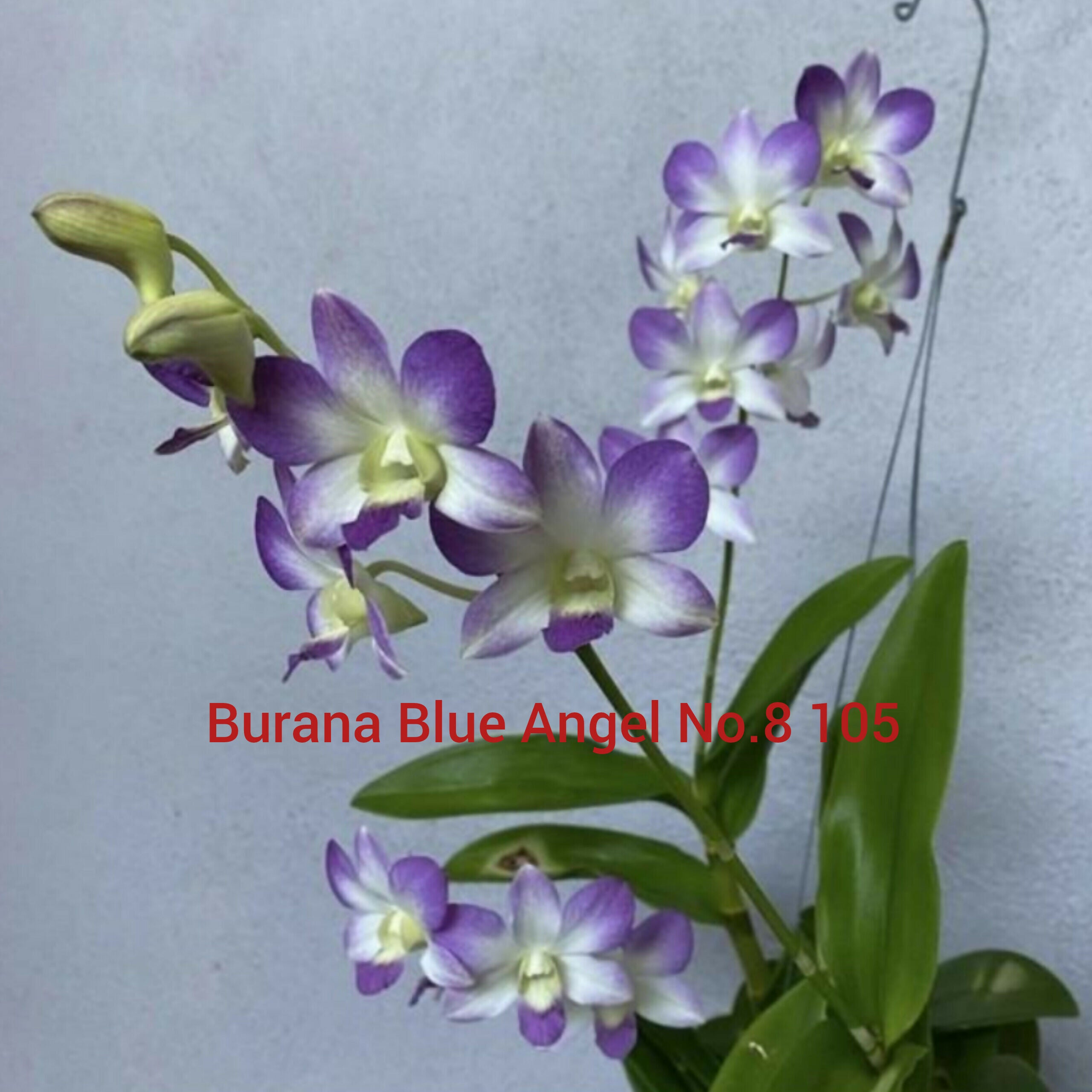 Dendrobium orchids combo of 10 ( set of 10)