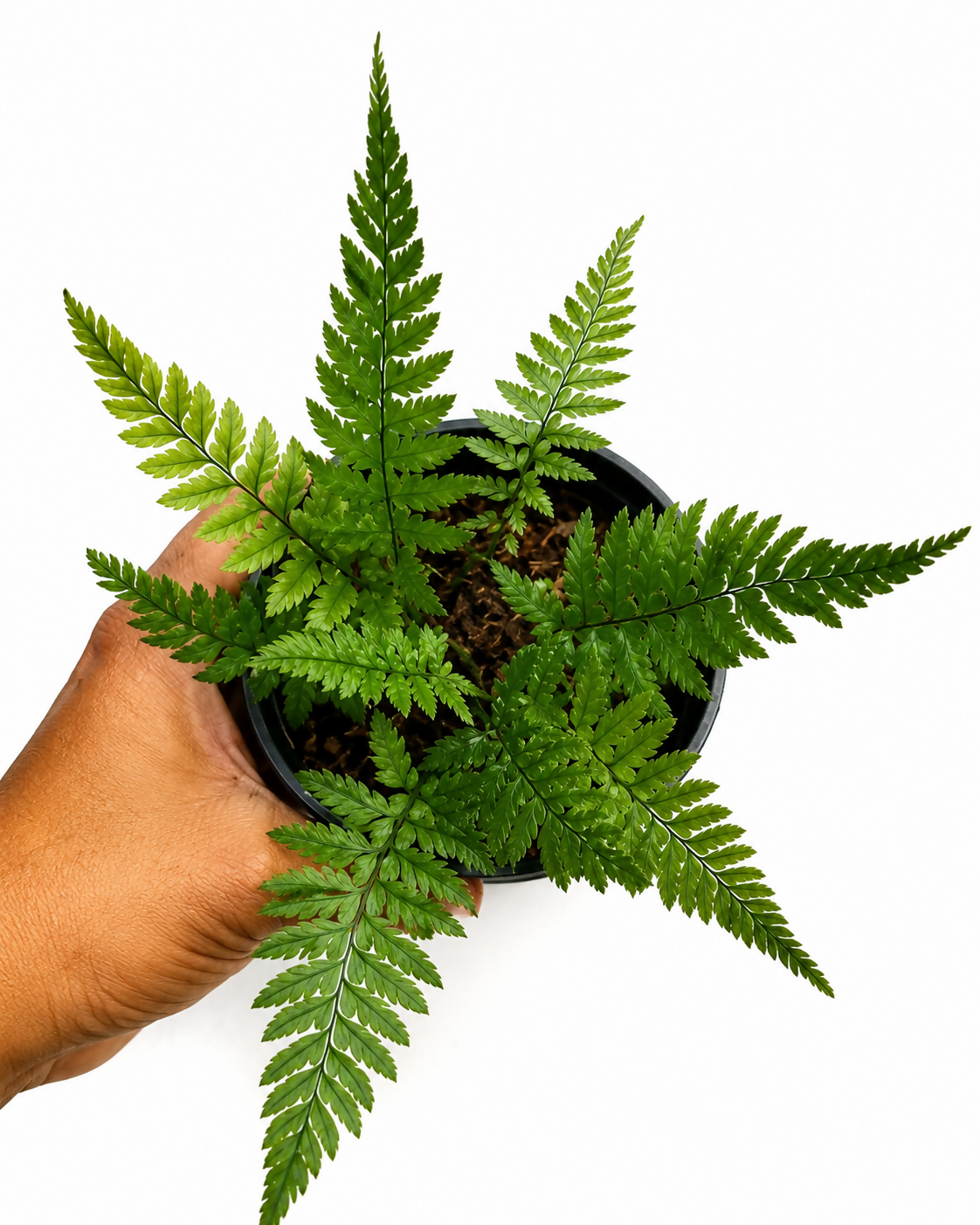 Korean Rock Fern (Polystichum tsus-simense)- Rare Terrarium Fern- The Lush Flora