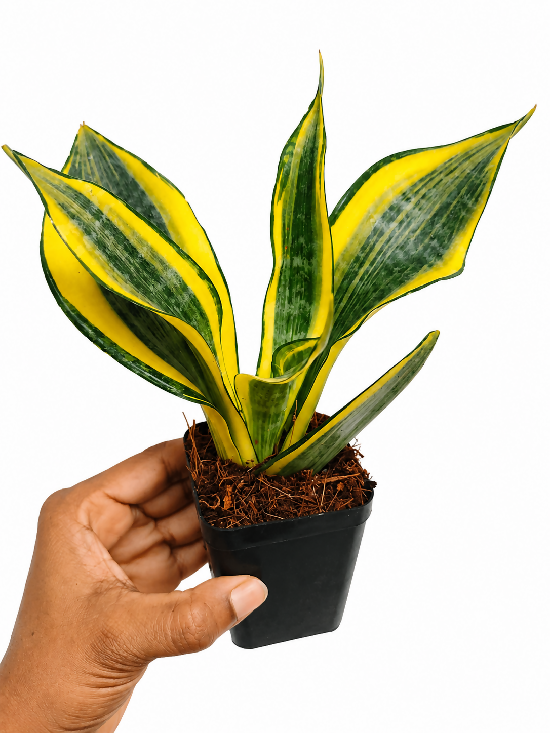 Sanseveria Hi Colour- Vibrant yellow Sanseveria- The Lush Flora