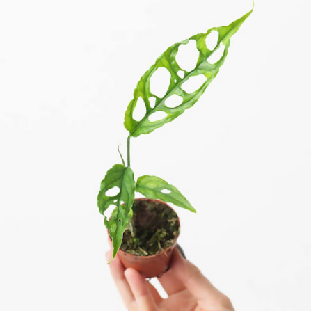 Monstera obliqua amazonas