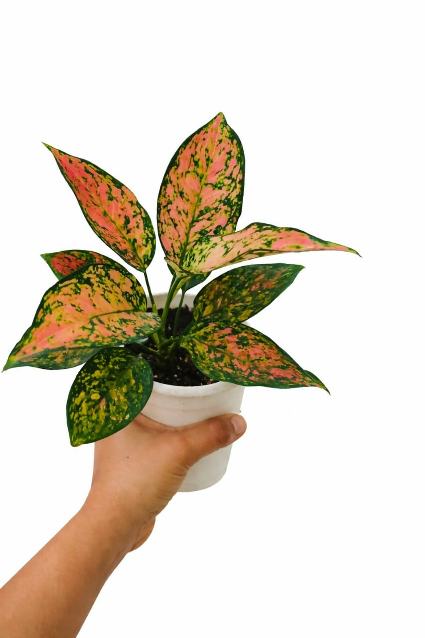 Aglaonema Green Rosy