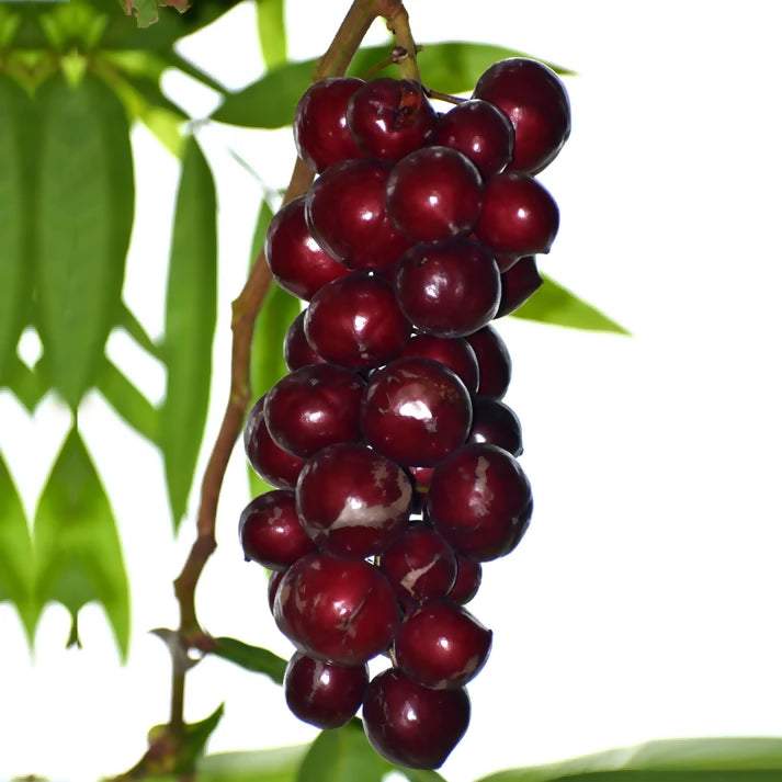 Terengganu Cherry Fruit Plants (Lepisanthes Alata)