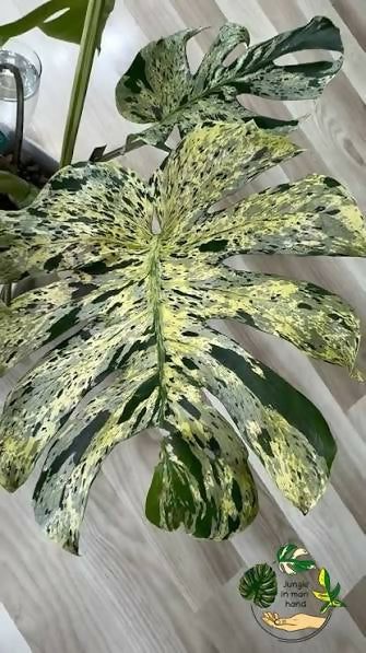 Monstera Deliciosa Bulbasour