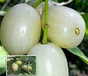 White Njaval Plant - White Jamun Fruit Tree - Keyfarm Wayanad
