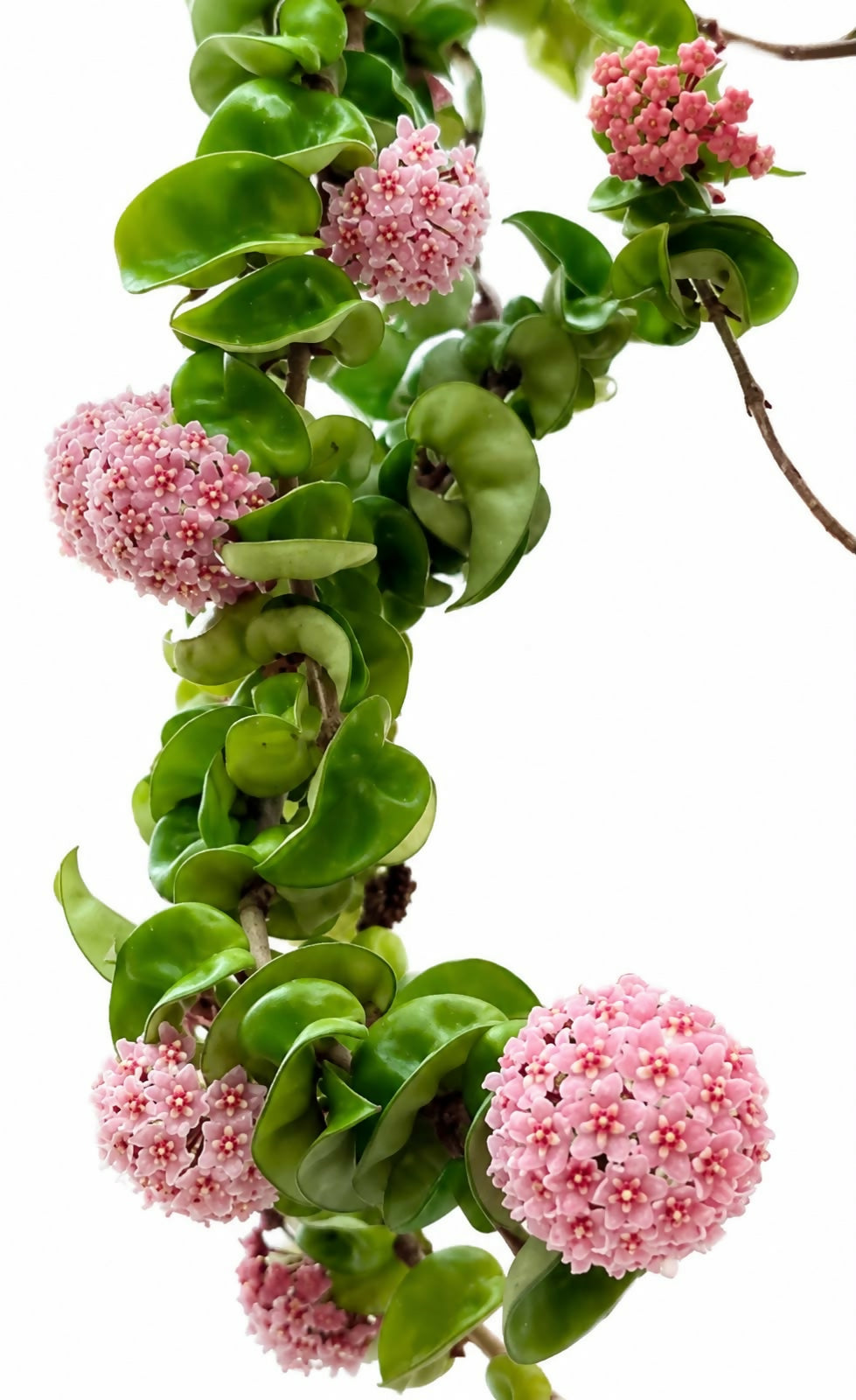 Hoya Hindu Rope-Jiffy sized