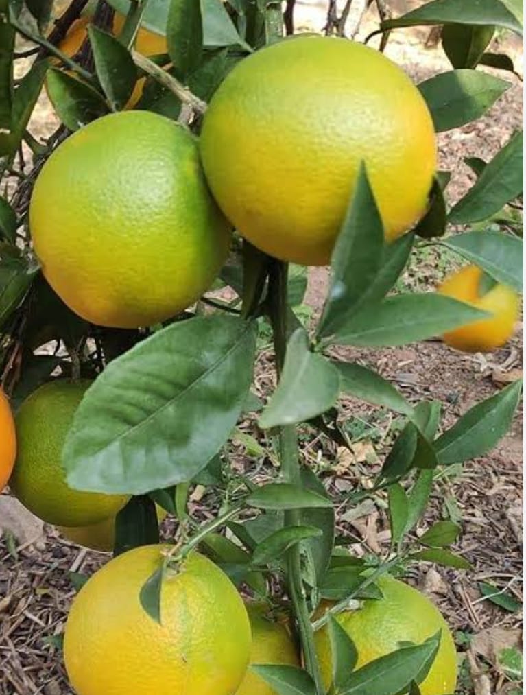Vietnam Malta Fruit Plant - Keyfarm Wayanad