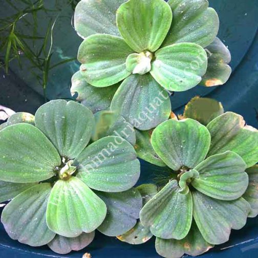 Pistia stratiotes /water cabbage/ water lettuce (1 plant)