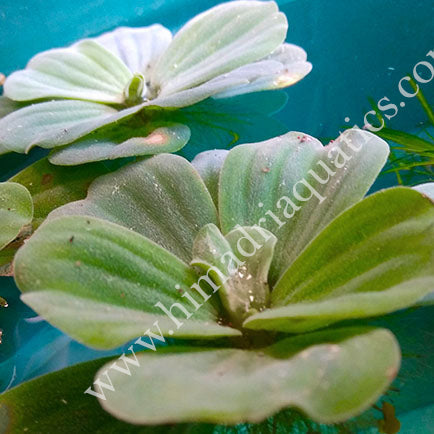 Pistia stratiotes /water cabbage/ water lettuce (1 plant)