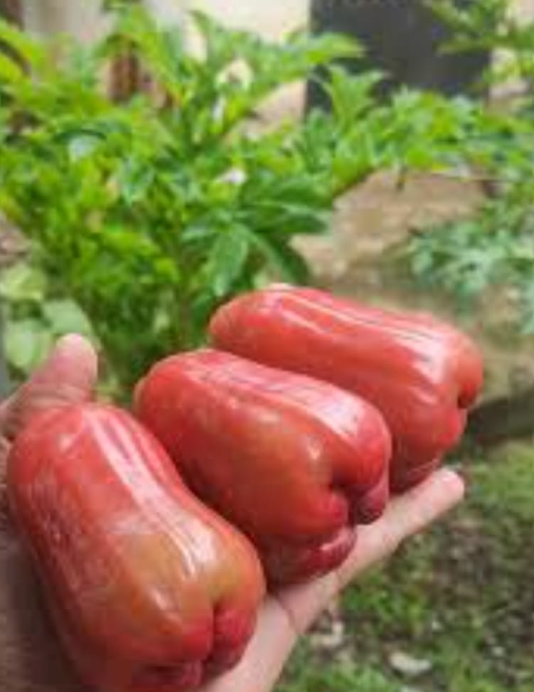 Ummer Chamba Fruit Plant - Keyfarm Wayanad