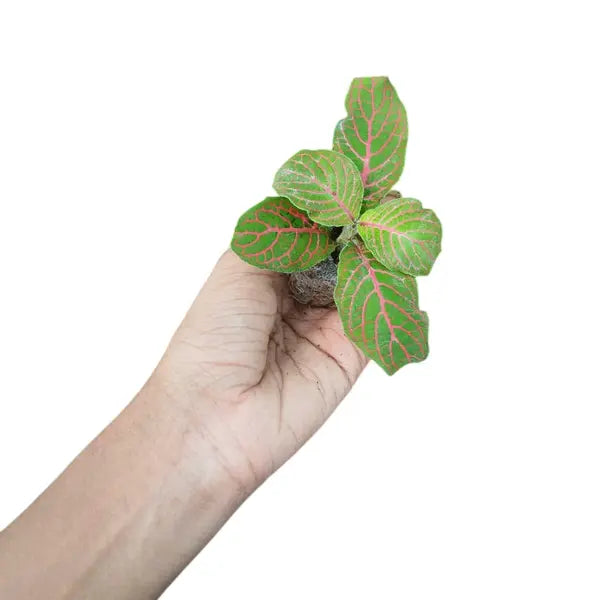 Fittonia - Pink Veined Nerve Plant