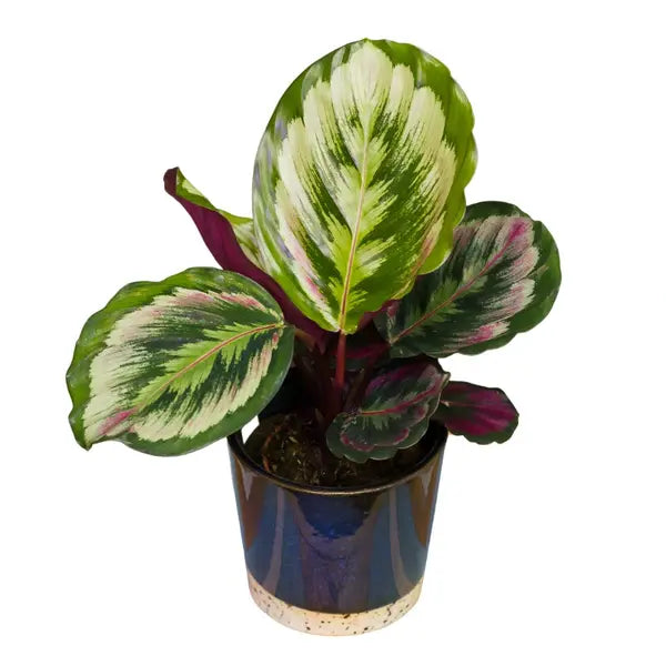 Calathea Roseopicta ‘Mysty' - Rare