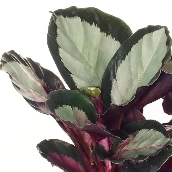 Calathea Roseopicta 'Corona'